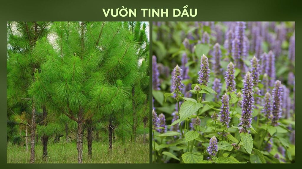 Vườn tinh dầu Eco Retreat các loài hoa thảo dược tỏa hương thư giãn | Essential oil garden Eco Retreat aromatic herb species relaxation