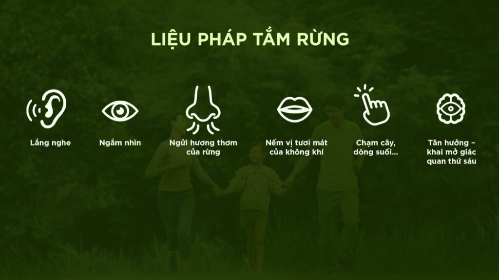 Liệu pháp tắm rừng shinrin-yoku 6 giác quan lắng nghe ngắm nhìn ngửi hương nếm vị chạm cây tận hưởng | Forest bathing shinrin-yoku 6 senses listen watch smell taste touch enjoy