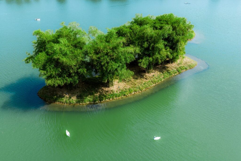 Thiên nga bơi trong Hồ Thiên Nga Eco Retreat | Swans swimming in Swan Lake Eco Retreat