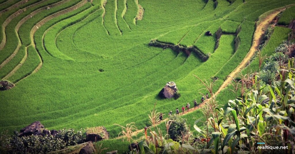 Rice terraces in northern Vietnam | Ruộng bậc thang miền Bắc Việt Nam